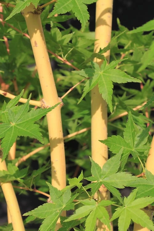 Bihou Yellow Bark Japanese Maple - 3 Gallon Pot 1 Bihou Yellow Bark Japanese Maple - 3 Gallon Pot