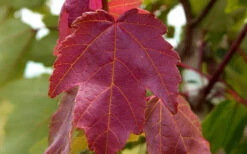 Summer Red Maple Tree - 2 Gallon Pot -Wilson Bros Gardens Maple Summer Red Leaf
