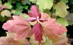 Summer Red Maple Tree - 2 Gallon Pot -Wilson Bros Gardens Maple Summer Red Leaf Summer