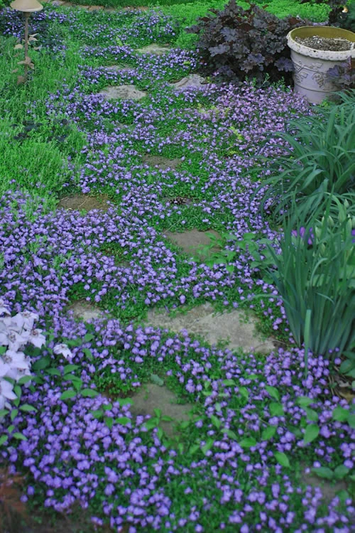 Blue Flowering Mazus - 10 Count Flat Of 4" Pint Pots 1 Blue Flowering Mazus - 10 Count Flat Of 4" Pint Pots