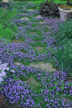 Blue Flowering Mazus - 36 Pack Of 3.5" Pint Pots 11 Blue Flowering Mazus - 36 Pack Of 3.5" Pint Pots -Wilson Bros Gardens Masuz Blue 10