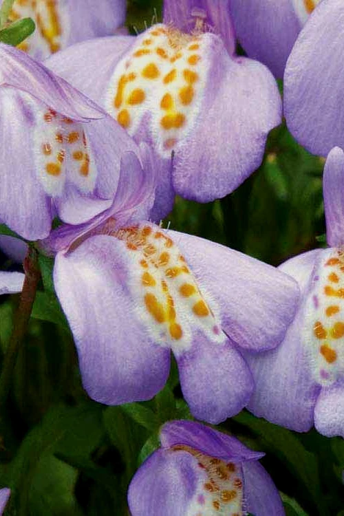 Blue Flowering Mazus - 18 Pack Of 3.5" Pint Pots 4 Blue Flowering Mazus - 18 Pack Of 3.5" Pint Pots - Image 4