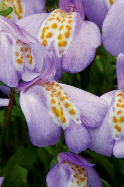 Blue Flowering Mazus - 5 Pack Of Pint Pots -Wilson Bros Gardens Masuz Blue 4 4