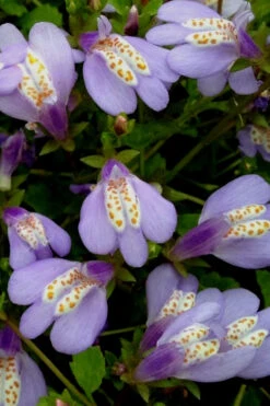 Blue Flowering Mazus - 10 Count Flat Of 4" Pint Pots 12 Blue Flowering Mazus - 10 Count Flat Of 4" Pint Pots -Wilson Bros Gardens Masuz Blue 5 2