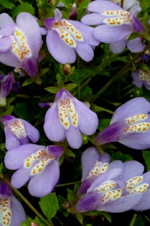 Blue Flowering Mazus - 10 Count Flat Of 4" Pint Pots 6 Blue Flowering Mazus - 10 Count Flat Of 4" Pint Pots - Image 6
