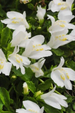 White Flowering Mazus - 10 Pack Of Pint Pots 11 White Flowering Mazus - 10 Pack Of Pint Pots -Wilson Bros Gardens Masuz White 2