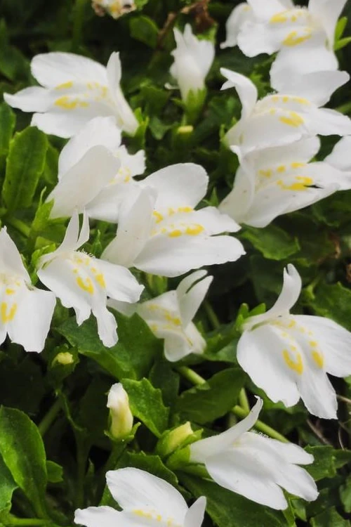 White Flowering Mazus - 6 Pack Of Pint Pots 6 White Flowering Mazus - 6 Pack Of Pint Pots - Image 6