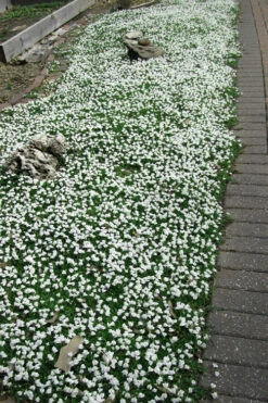 White Flowering Mazus - 10 Pack Of Pint Pots 10 White Flowering Mazus - 10 Pack Of Pint Pots -Wilson Bros Gardens Masuz White 3