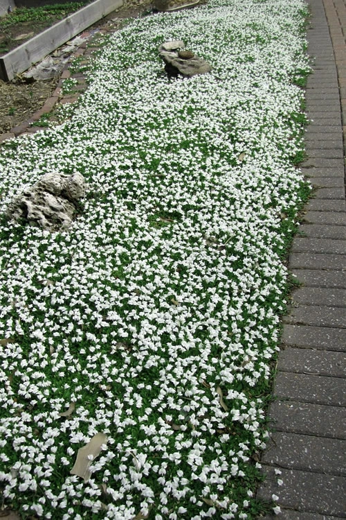 White Flowering Mazus - 6 Pack Of Pint Pots 5 White Flowering Mazus - 6 Pack Of Pint Pots - Image 5