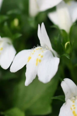 White Flowering Mazus - 6 Pack Of Pint Pots 9 White Flowering Mazus - 6 Pack Of Pint Pots -Wilson Bros Gardens Masuz White 4 3