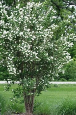 Mock Orange - Philadelphus X Virginalis - 3 Gallon Pot -Wilson Bros Gardens Mock Orange 13