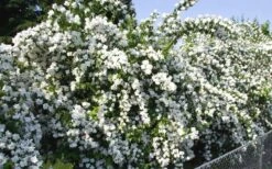 Mock Orange - Philadelphus X Virginalis - 3 Gallon Pot -Wilson Bros Gardens Mock Orange Natchez 1