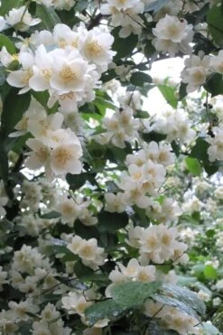 Mock Orange - Philadelphus X Virginalis - 3 Gallon Pot -Wilson Bros Gardens Mock Orange Philadelphus 10