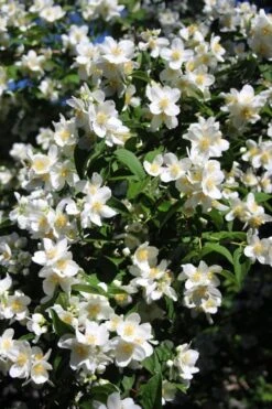 Mock Orange - Philadelphus X Virginalis - 3 Gallon Pot -Wilson Bros Gardens Mock Orange Philadelphus 8