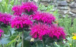 Balmy Purple Bee Balm (Monarda) - 1 Gallon Pot 9 Balmy Purple Bee Balm (Monarda) - 1 Gallon Pot -Wilson Bros Gardens Monarda Balmy Purple 2
