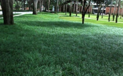 Tall Mondo Grass - 6 Pack Of Pint Pots -Wilson Bros Gardens Mondo Grass 21 4