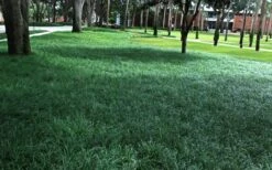 Tall Mondo Grass - 3 Pack Of Pint Pots -Wilson Bros Gardens Mondo Grass 21 5