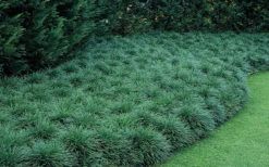 Tall Mondo Grass - 10 Count Flat Of Pint Pots -Wilson Bros Gardens Mondo Grass 50