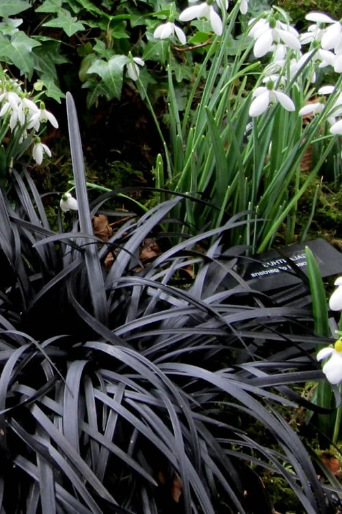 Black Mondo Grass - Ophiopogon Planiscapus 'Nigrescens' - 1 Gallon Pot 6 Black Mondo Grass - Ophiopogon Planiscapus 'Nigrescens' - 1 Gallon Pot - Image 6
