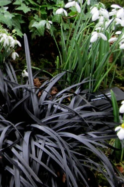 Black Mondo Grass (Ophiopogon Planiscapus 'Nigrescens') - 6 Pack Of Pint Pots -Wilson Bros Gardens Mondo Grass Black 11 2
