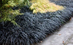 Black Mondo Grass (Ophiopogon Planiscapus 'Nigrescens') - 5 Pack Of Quart Pots 11 Black Mondo Grass (Ophiopogon Planiscapus 'Nigrescens') - 5 Pack Of Quart Pots -Wilson Bros Gardens Mondo Grass Black 12 4
