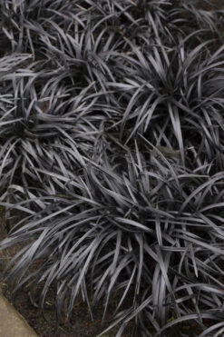 Black Mondo Grass - Ophiopogon Planiscapus 'Nigrescens' - 10 Pack Of Pint Pots