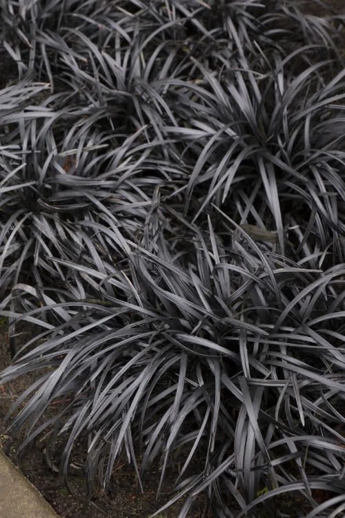 Black Mondo Grass (Ophiopogon Planiscapus 'Nigrescens') - 5 Pack Of Quart Pots 1 Black Mondo Grass (Ophiopogon Planiscapus 'Nigrescens') - 5 Pack Of Quart Pots