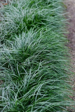 Tall Mondo Grass - 6 Pack Of 1 Gallon Pots - ON SALE! -Wilson Bros Gardens Mondo Grass Black 23 3