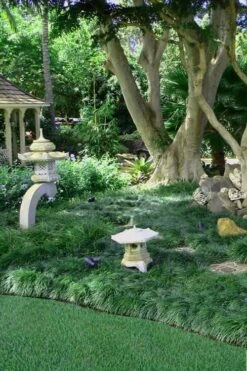 Tall Mondo Grass - 54 Count Flat Of Pint Pots -Wilson Bros Gardens Mondo Grass Black 25 1