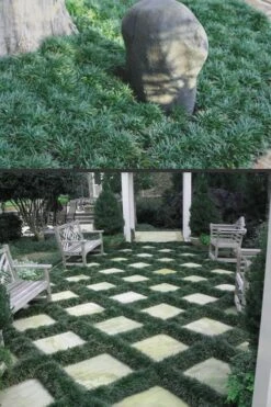 Dwarf Mondo Grass - 36 Pack Of 3.5" Pint Pots -Wilson Bros Gardens Mondo Grass Dwarf Rev 500x750 1