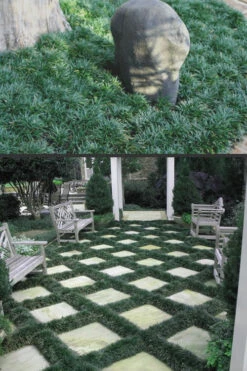 Dwarf Mondo Grass - 5 Pack Of Pint Pots -Wilson Bros Gardens Mondo Grass Dwarf Rev 500x750 3