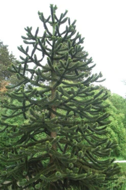 Monkey Puzzle Tree - Araucaria Auracana - 2 Gallon Pot 9 Monkey Puzzle Tree - Araucaria Auracana - 2 Gallon Pot -Wilson Bros Gardens Monkey Puzzle Tree 2 2