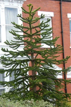 Monkey Puzzle Tree - Araucaria Auracana - 2 Gallon Pot 8 Monkey Puzzle Tree - Araucaria Auracana - 2 Gallon Pot -Wilson Bros Gardens Monkey Puzzle Tree 3 2