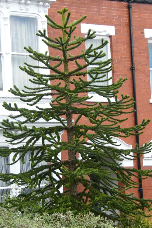 Monkey Puzzle Tree - Araucaria Auracana - 2 Gallon Pot 4 Monkey Puzzle Tree - Araucaria Auracana - 2 Gallon Pot - Image 4