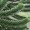 Monkey Puzzle Tree - Araucaria Auracana - 3 Gallon Pot