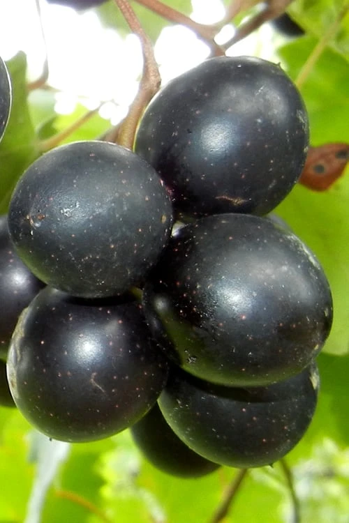 Cowart Black Muscadine Grape Vine - 1 Gallon Pot 1 Cowart Black Muscadine Grape Vine - 1 Gallon Pot