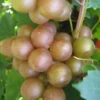 Fry Bronze Muscadine Grape Vine - 6 Pack Of 1 Gallon Pots