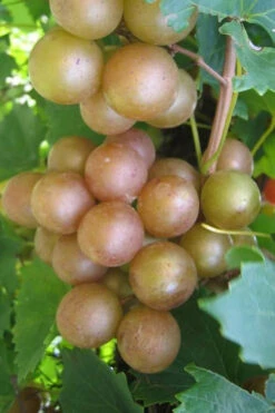 Fry Bronze Muscadine Grape Vine - 6 Pack Of 1 Gallon Pots