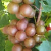 Triumph Muscadine Grape Vine - 2 Gallon Pot