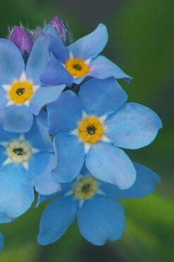 Mon Amie Blue Forget-Me-Not (Myosotis Sylvatica) - 5 Pack Of Quart Pots -Wilson Bros Gardens Myosotis Mon Amie Blue Forget Me Not 11