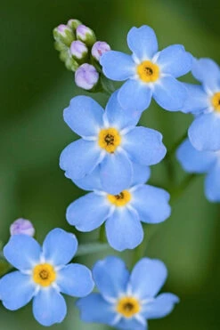 Mon Amie Blue Forget-Me-Not (Myosotis Sylvatica) - 5 Pack Of Quart Pots -Wilson Bros Gardens Myosotis Mon Amie Blue Forget Me Not 13