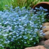 Mon Amie Blue Forget-Me-Not (Myosotis Sylvatica) - 5 Pack Of Quart Pots