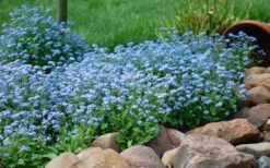 Mon Amie Blue Forget-Me-Not (Myosotis Sylvatica) - 5 Pack Of Quart Pots -Wilson Bros Gardens Myosotis Mon Amie Blue Forget Me Not 9