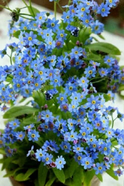 Semperflorens True Forget-Me-Not (Myosotis Scorpioides) - 5 Pack Of Quart Pots -Wilson Bros Gardens Myosotis Semperflorens True Forget Me Not 2