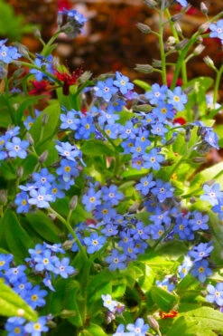 Semperflorens True Forget-Me-Not (Myosotis Scorpioides) - 5 Pack Of Quart Pots -Wilson Bros Gardens Myosotis Semperflorens True Forget Me Not 5