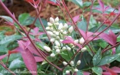Flirt Dwarf Nandina - 6 Pack Of 1 Gallon Pots 10 Flirt Dwarf Nandina - 6 Pack Of 1 Gallon Pots -Wilson Bros Gardens Nandina Flirt 12