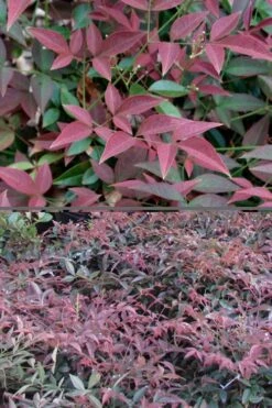Flirt Dwarf Nandina - 1 Gallon Pot 11 Flirt Dwarf Nandina - 1 Gallon Pot -Wilson Bros Gardens Nandina Flirt 500x750 3