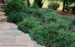 Harbor Belle Dwarf Nandina - 3 Gallon Pot -Wilson Bros Gardens Nandina Harbor Belle 11 2