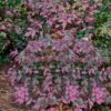 Harbor Belle Dwarf Nandina - 3 Gallon Pot