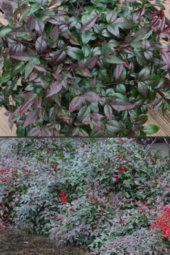Harbor Belle Dwarf Nandina - 1 Gallon Pot -Wilson Bros Gardens Nandina Harbor Belle 500x750 1
